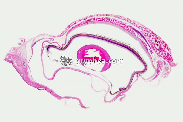 Oeil de Grenouille coupe totale x3 - gryphea.org